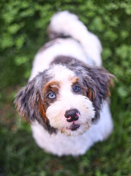The First Week with Your New Bernedoodle Puppy: What to Expect Day & Night 