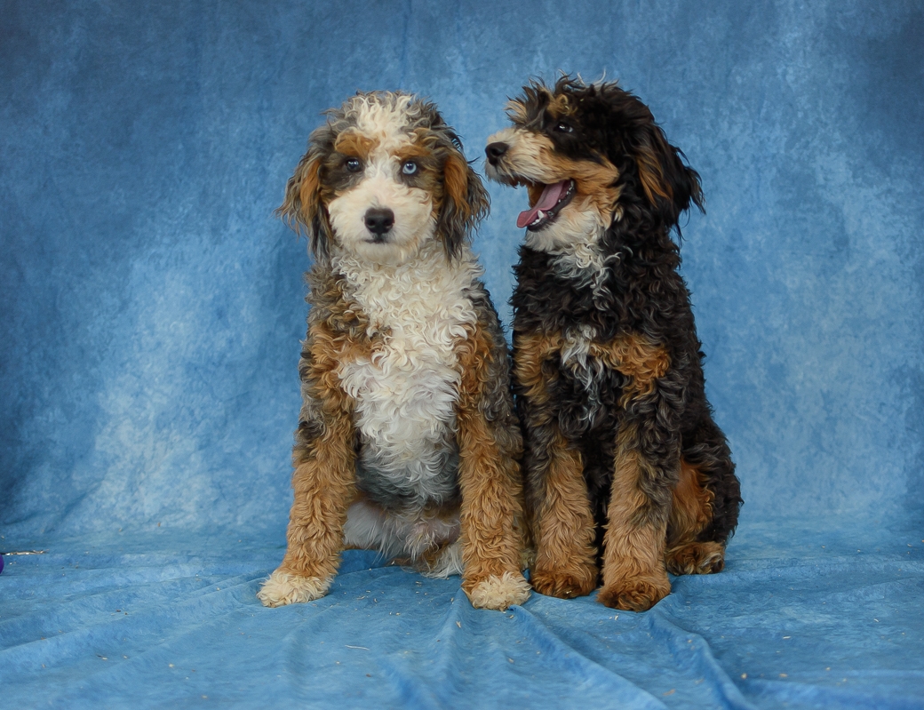 Major -Multigen Mini Bernedoodle-
