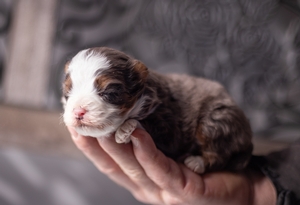 Marley & Grant Litter