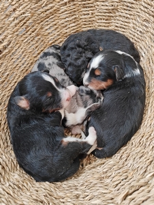 Addy & Grant's Litter