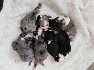 Shirley & Cody's Litter