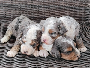 Shirley & Cody's Litter