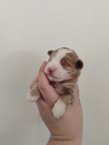 Destiny & Grant's Litter
