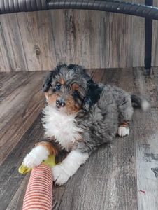 Duke