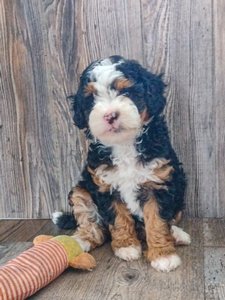 Dora