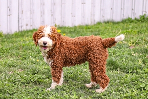 Reba