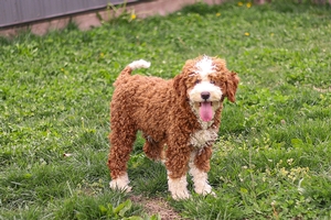 Reba