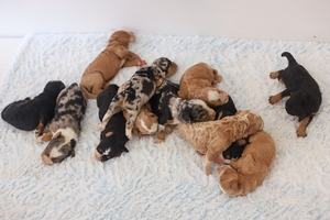 Destiny & Grant's Litter