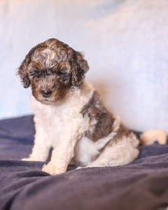 Ella