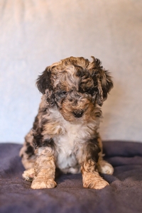 Rosie