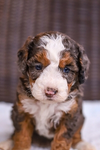 Hazel