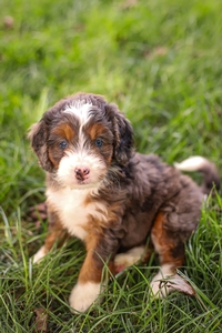 Heidi