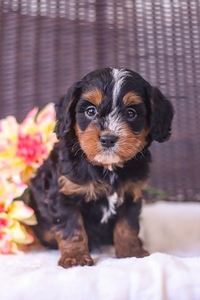 Jax