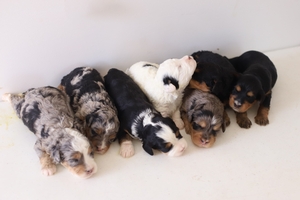 Kallie & Duffy's Litter