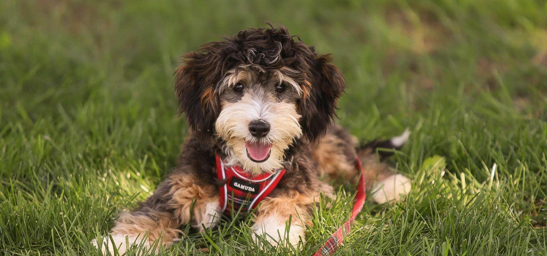 Beautiful tri-color Bernedoodle puppy laying in the grass at Dream Villa Pets in Pennsylvania