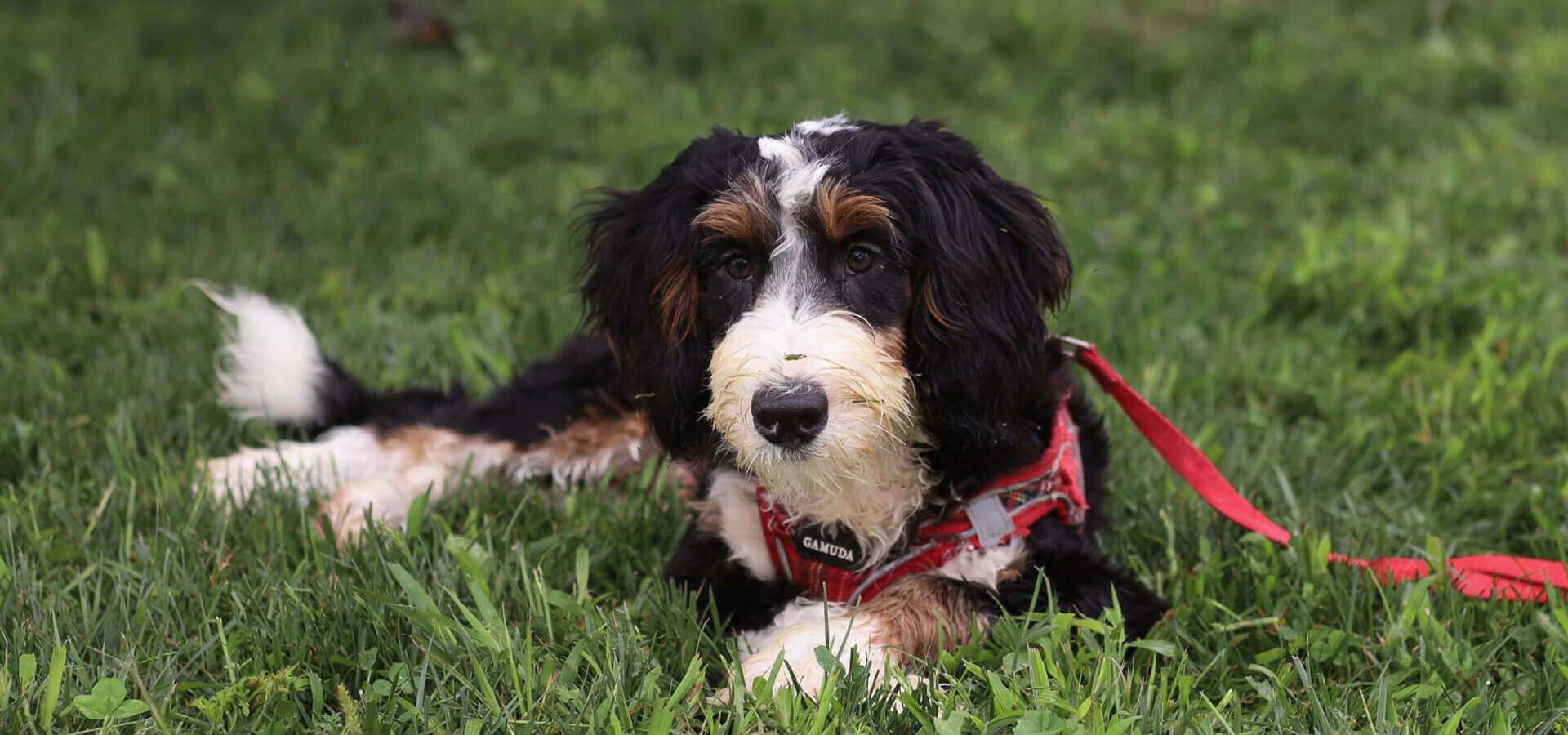 Beautiful 6-month-old Bernedoodle puppy laying in the grass at Dream Villa Pets in Pennsylvania