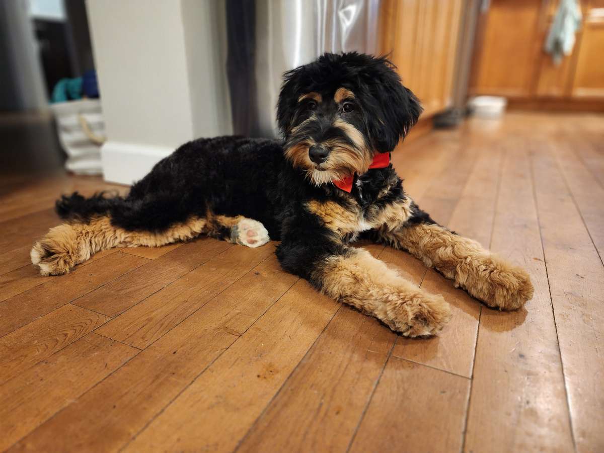 Quality over Quantity Quality Bernedoodles