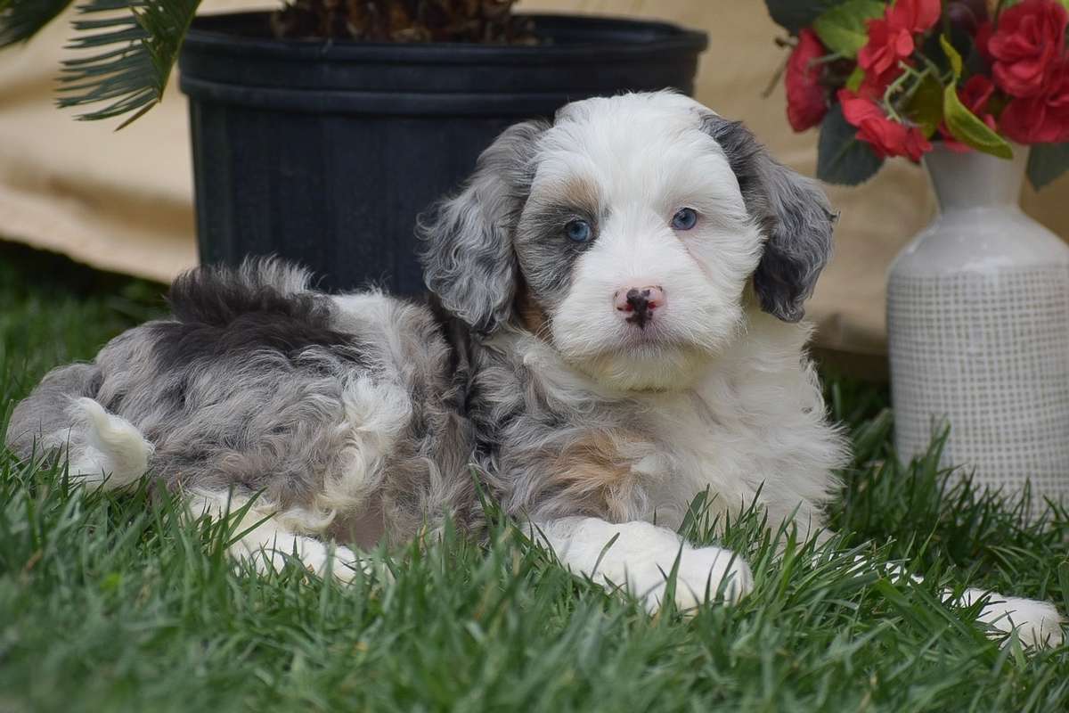 Bernedoodle Puppy