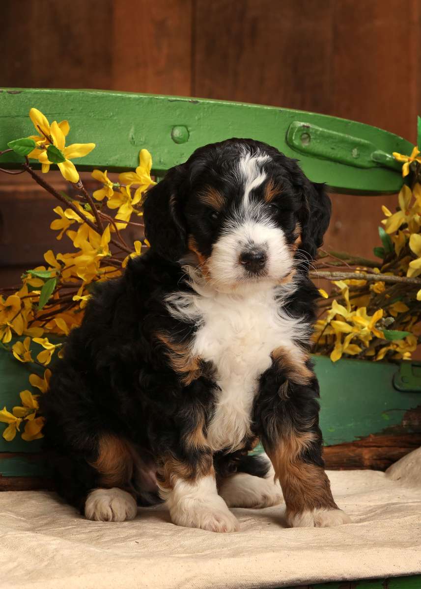 Multigen Mini Bernedoodle Puppy posing for the camera at Dream Villa Pets in Pennsylvania