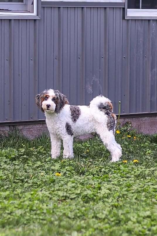 Starting the process Trained Mini Bernedoodles for Adoption in Pennsylvania