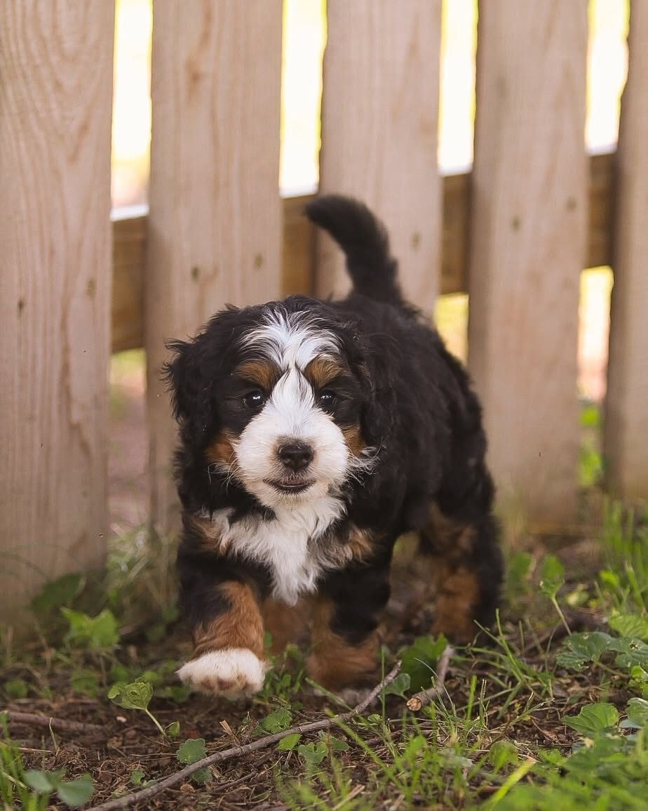 Which training program? Bernedoodle Puppy in Training