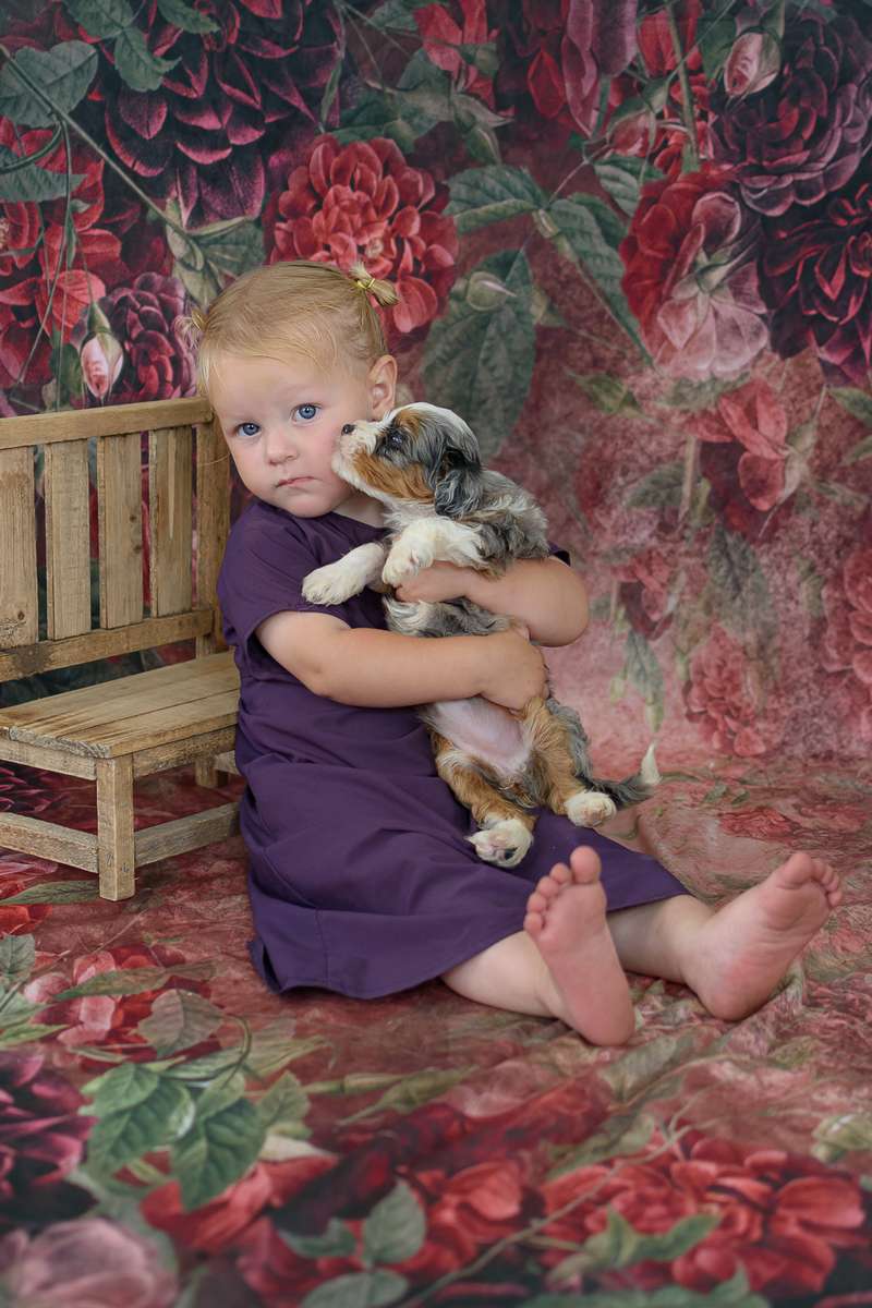 Pennsylvania Bernedoodle Puppies