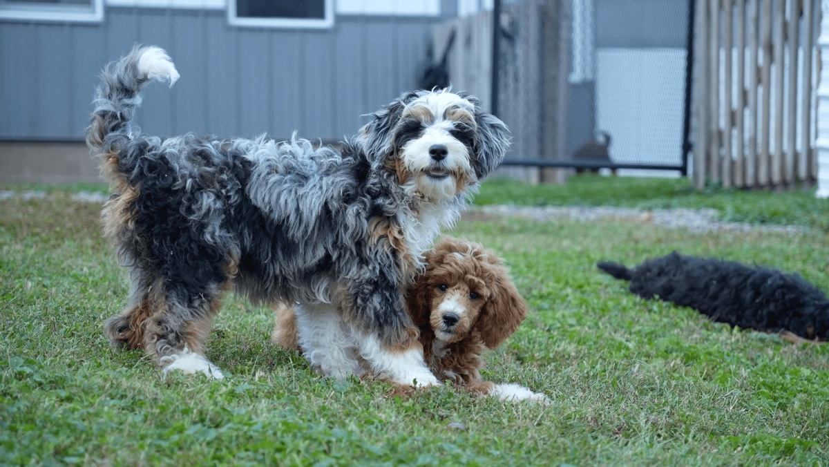 Puppies playing at Dream Villa Pets