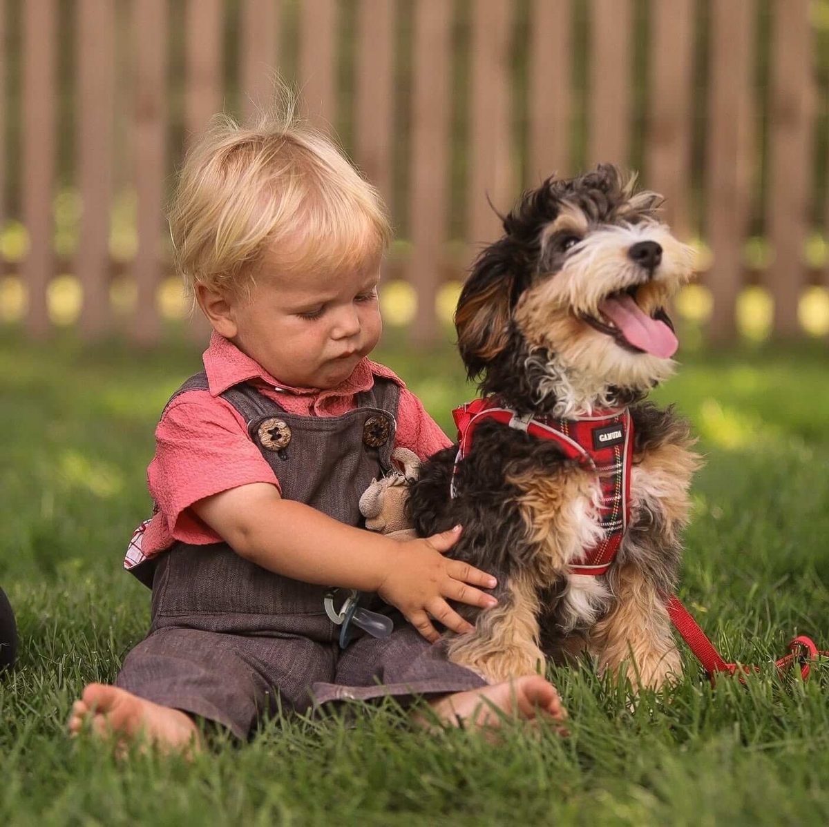 Young child with a well-mannered and trained Bernedoodle puppy