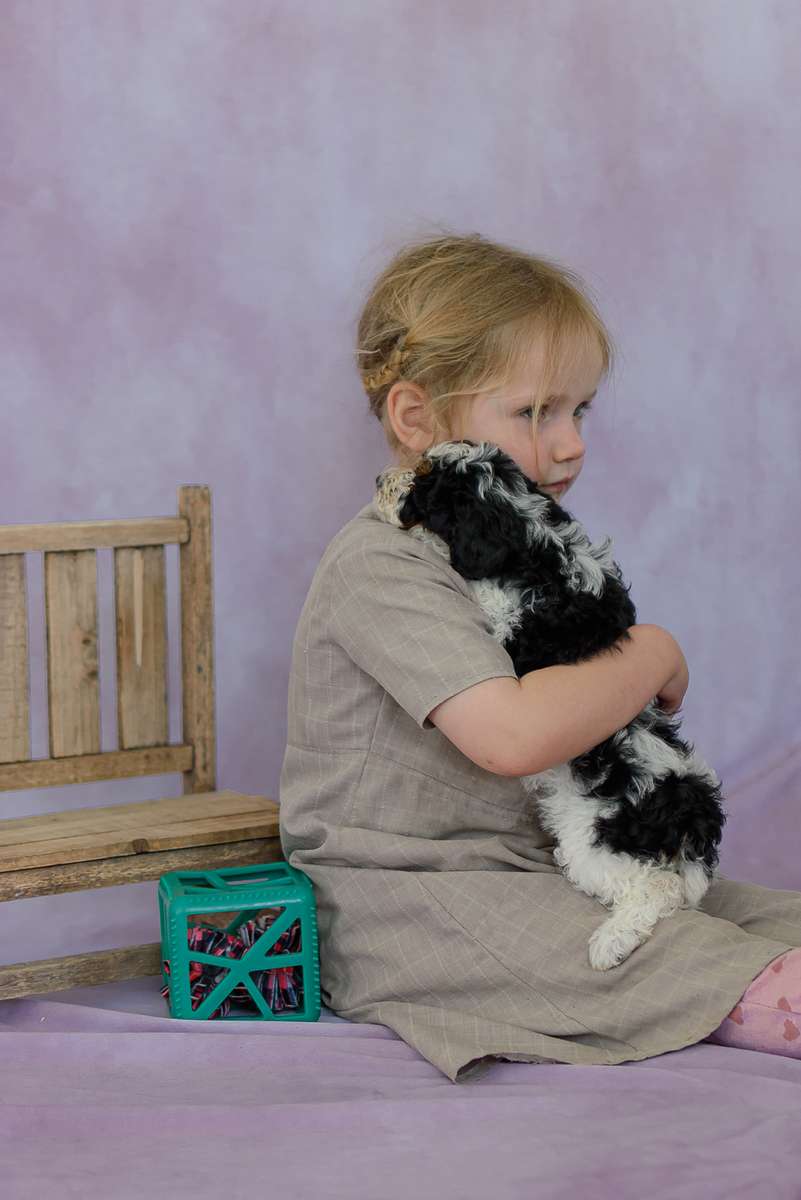 Mini Bernedoodle Puppies Little girl hugging a mini Bernedoodle puppy at Dream Villa Pets in Pennsylvania